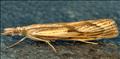 1306 (63.09) Agriphila inquinatella